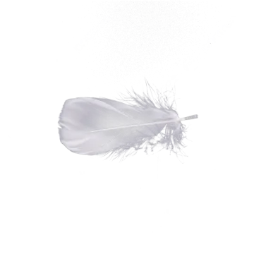 an image of a feather on a white background