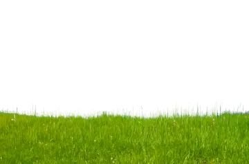 green grass on white background