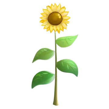 a sunflower on a white background