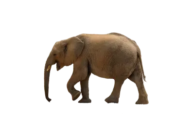 an elephant walking on a white background