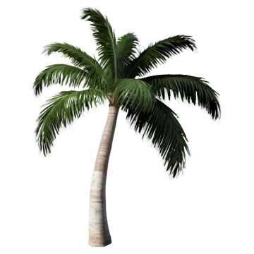 a palm tree on a white background