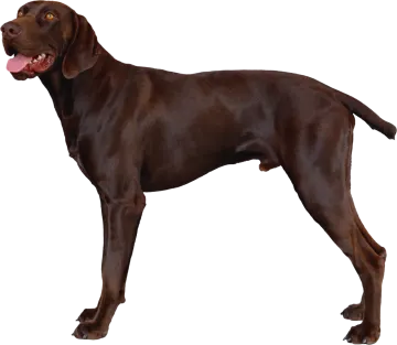 a large brown dog standing on a white background