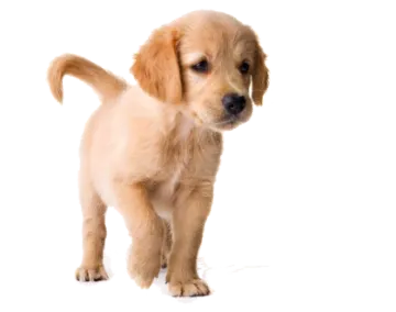 a small brown puppy standing on a white background