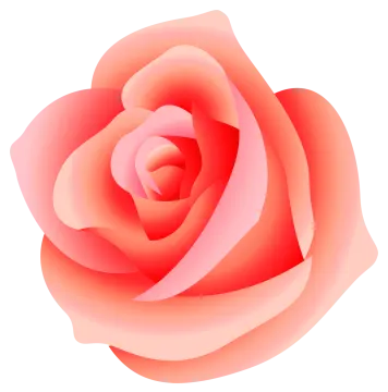 a rose flower on a white background
