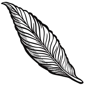 a black and white drawing of a feather