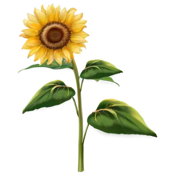 a sunflower on a white background