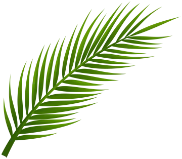 a palm leaf on a white background