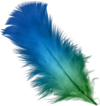 an image of a blue and green feather