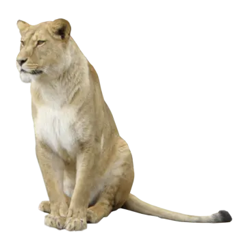 a lion sitting on the ground