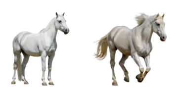 two white horses on a white background