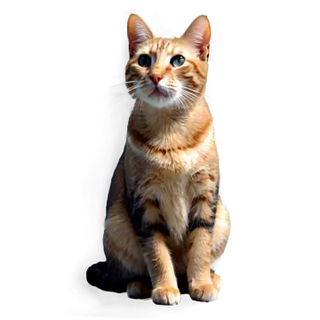 a cat sitting on the floor looking up