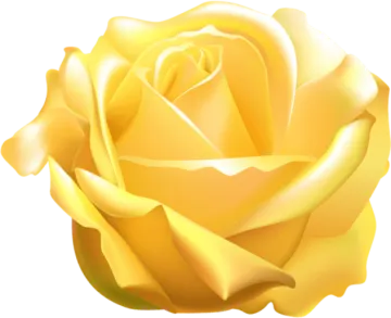 a yellow rose on a white background