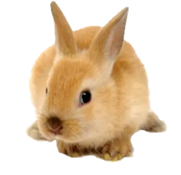 a small rabbit is sitting on the ground