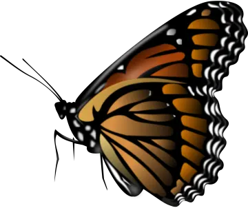 a monarch butterfly on white background