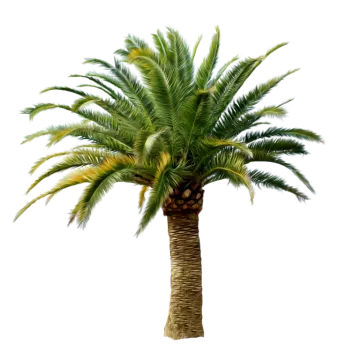 a palm tree on a white background