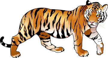 a tiger walking on a white background