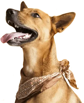 a dog with its mouth open and tongue out