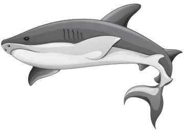 a shark on a white background