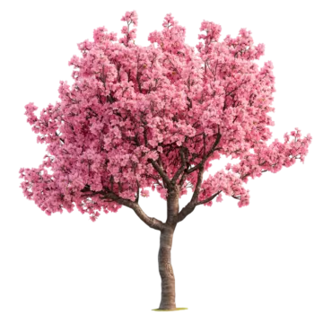 a pink tree on a white background