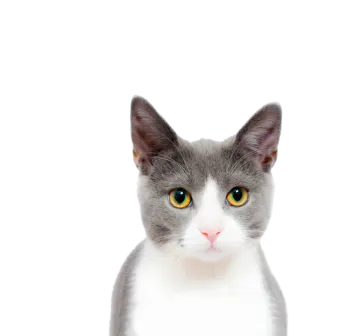 a gray and white cat looking at the camera