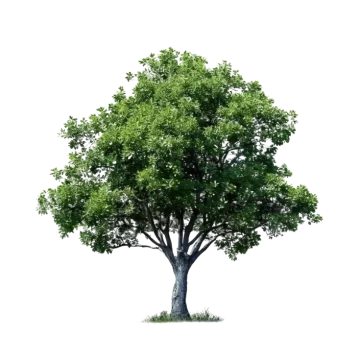 a tree with green leaves on a white background