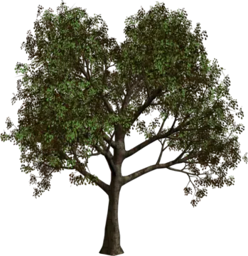 a tree with green leaves on it