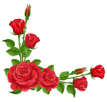 a bouquet of red roses on a white background