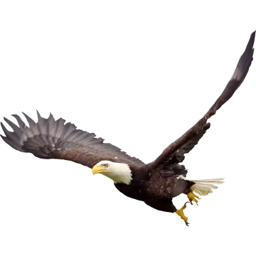 an eagle flying in the air with its wings spread