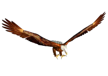 an eagle flying in the air with its wings spread