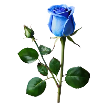 a single blue rose on a white background