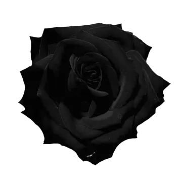 a black rose on a white background