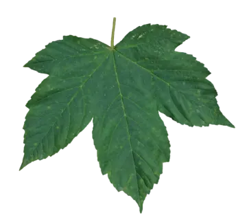a green leaf on a white background
