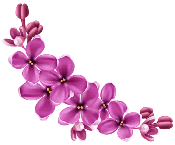 purple flowers on a white background