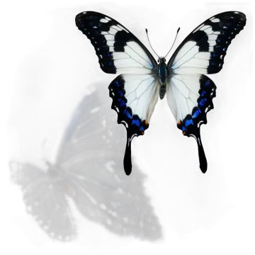 a black and white butterfly on a white background