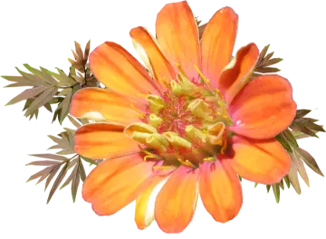 an orange flower with green leaves on it