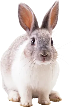 a gray and white rabbit on a white background