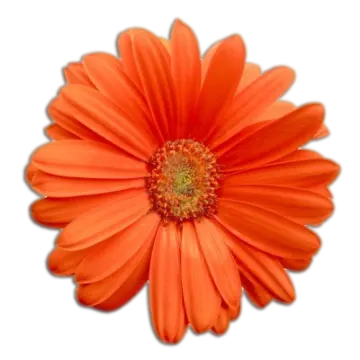 an orange flower on a white background