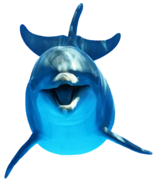 a dolphin with its mouth open in the water