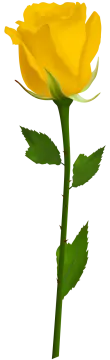 a yellow rose on a white background