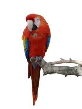 a red and yellow parrot perched on a branch
