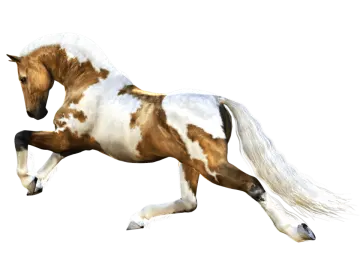 a brown and white horse is galloing