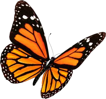 a monarch butterfly on a white background
