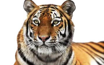 a close up of a tiger's face