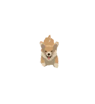 a small dog on a white background
