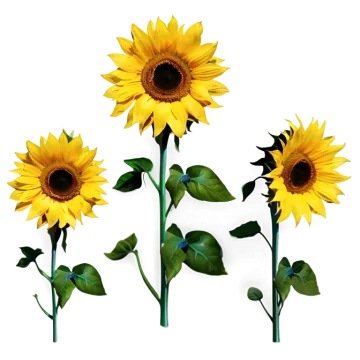 three yellow sunflowers on a white background