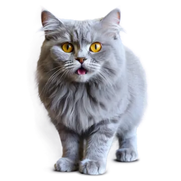 a gray cat with yellow eyes standing up