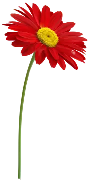 a red flower on a white background