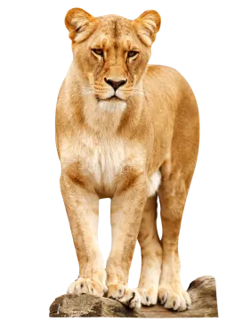 a lion standing on top of a rock