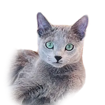 a gray cat with green eyes looking at the camera