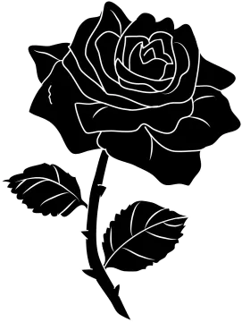 a black rose on a white background